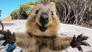 Quokka